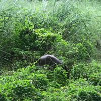 chitwan-wildlife